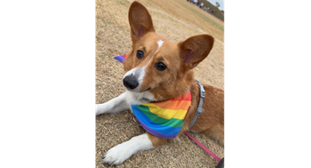 What is a Non-Playing Participant??